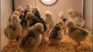 POLLOS DE GALLINA MO&Ntilde;UDA HOLANDESA