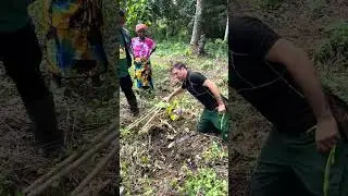 Dry season management of cocoa