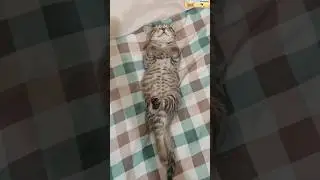 Your Daily Pet Laughs &ndash; Episode 4 🐶🐱😂   #PetShorts #FunnyCatsAndDogs#CatFails #DogFails