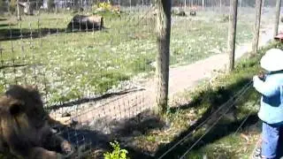Lion - Orana wild park NZ