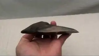 razor sharp megalodon tooth 4319