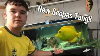 My NEW* Scopas Tang!!
