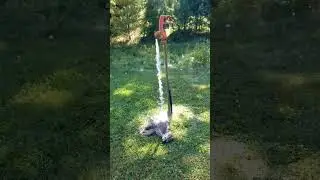 Bobcat Thawing! #weird #research #PA #pennsylvania #bobcat #nature #odd #Summer #subscribe