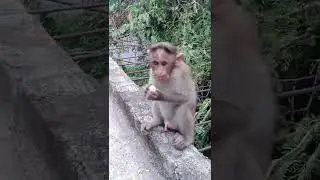 While taking video baby monkey tries to drag mobile phone #shorts #monkey #funnymonkey