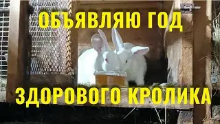 Профилактика кроличьих болезней