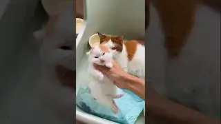 This Kitten Refused to Give U 🐾🐱