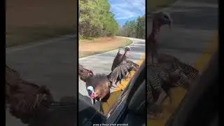 Don&rsquo;t Mess With Animals | Real Moments Caught on Camera