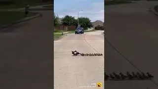 duck babies unity