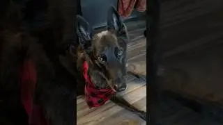Моя собака не хочет идти домой🤣Луна, голландская овчарка #смешныеживотные #смешно #собака #голлан...