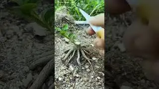 🌿 