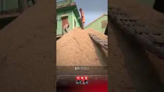 বগুড়ায় আমন ধানের বাম্পার ফলন, খুশি কৃষক #shorts #bogra_news #amonpaddy #somoytv