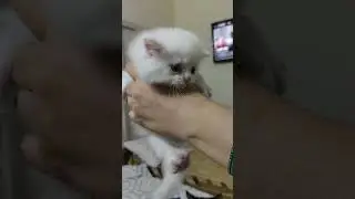 #cat​ #cutecates​ #kitten​ #cute​ #shorts​ #shorts​ #shotfeed​ #viral​