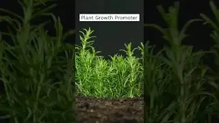 Best Plant Growth Promoter for Plants!! Part - 2  #agricultura #agriculture #cropproduction