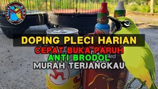 Doping Pleci Harian Cepat Buka Paruh