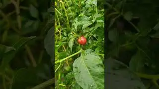 Amazing Round Red Chilli 🍅।। #satisfying #shorts @gardentourchannel