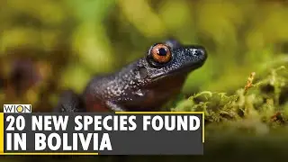 New and rediscovered species found in pristine Andes of Bolivia