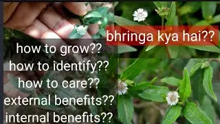 How To Grow Bhringraj/ False Daisy How To Care Identify Bhringraj Benefits Of Ghamra Bhringa