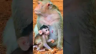 Cute obedient baby Sann #monkey #fypシ゚  #wildlife #babymonkey #fypシviralシ2024 #wildmonkey #animals