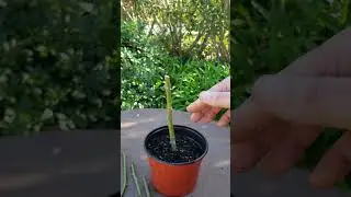 como plantar un esqueje de rosa