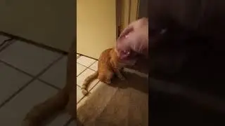 #Shadow the #Cat plays fetch with #Harold, the rubber #Aligator; with #videobomb by  #Cheetos.