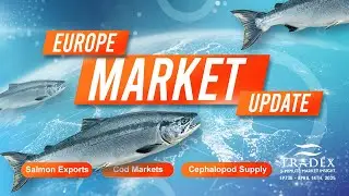 3MMI - Europe Market: Volatile but Active, Supply & Prices Outlook