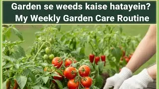 Garden se weeds kaise hatayein? My Weekly Garden Care Routine