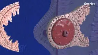 Hydra: reproduction - sexual reproduction