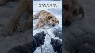 Frozen Lake Rescue  Dog Pulled From Ice #AnimalRescue#DogRescue#Rescued#Shorts