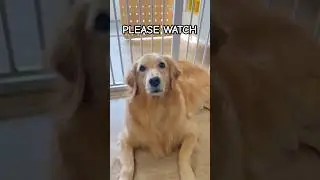 Lazy Dog Being LAZY 🤣 #doglover #dogshorts #cutedog #funnydogvideos #goldenretriever