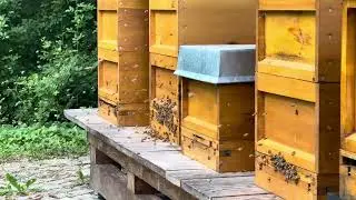 VFX References - Bee Hive Crowds and Swarm