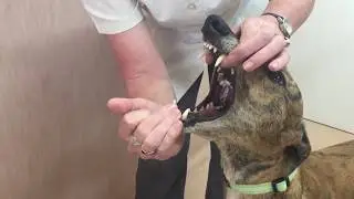 06 Opening a dog's mouth
