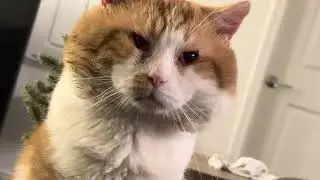 Y&rsquo;ok buddy