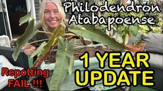 Philodendron Atabapoense repotting FAIL left and forgotten for a year, it is one with the pot!