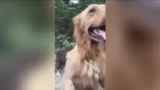 Group rescues abandoned dogs from Turkey