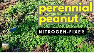 [Cover Crop] PERENNIAL PEANUT 
