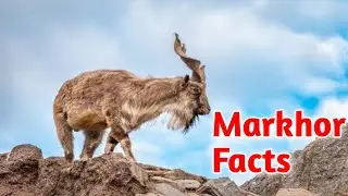 Interesting Facts and Feature Markhor.