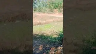 new cat vs dog 2024 #shorts #youtubeshorts #cats #dogs #shortvideo #2024