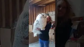 A big white owl... the world's biggest owl ...👍🏻@ eagleeyes505