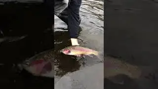 Dirty Trout Spey