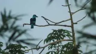 Blue-breasted Kingfisher, Ho, Ghana