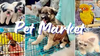 Broadway Pet Market | Buy and sell pets | Mannadi Kozhi Market | Chennai