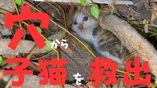 【保護猫】穴から出られない生後２ヵ月の子猫を保護しました