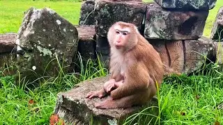 Oh monkey loy come to visit baby Lynx_So beautiful day(360P)