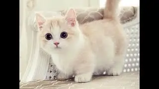 Ecco l’unico gatto al mondo che resta piccolo per tutta la vita