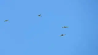 Life on the Ranch: A Migrating 