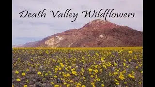 Slideshow of Death Valley Wildflowers in 2016