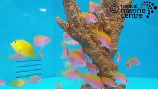 Scribbled Anthias, Pseudanthias bimaculatus