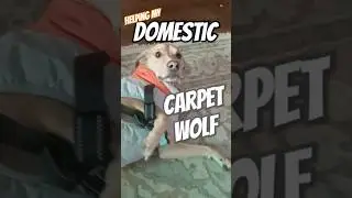 Helping My Domestic Carpet Wolf #funny #flutterpie #Beagle #jazz #puppy #winter