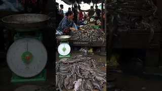 Asian Traditional Market: Giant Salamanders Rich in Protein!@abuexotic-ai
