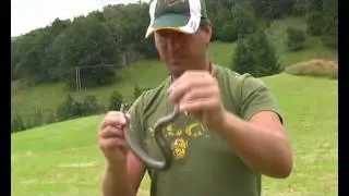 Bj&oslash;rn Ormstad : Snakes Vipera berus